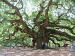 Angel Oak, Johns Island